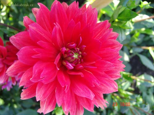 Odrda DAHLIA 70